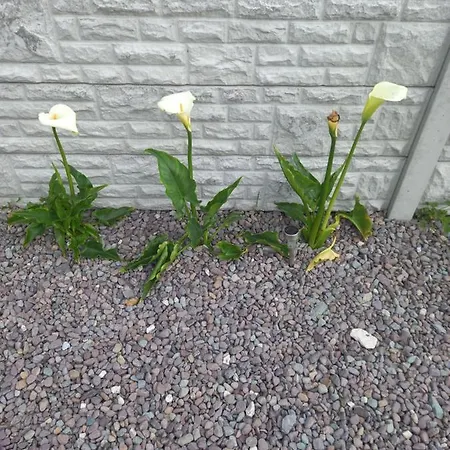 Bed & Breakfast A New U Country